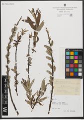 Foto von Salix L.